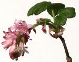 Ribes sanguineum. Верхушка побега с с соцветием и молодыми листьями. Германия, г. Кемпен, в культуре. 23.03.2012.