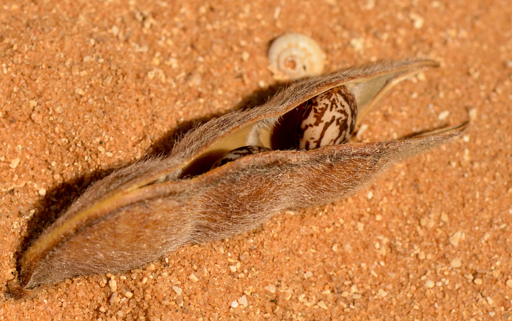 Image of Lupinus luteus specimen.