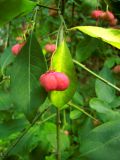 Смотреть изображение Euonymus bungeanus