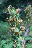 Pedicularis sibthorpii. Соплодие. Крым, окр. г. Ялта, хр. Иограф. 23 июня 2012 г.