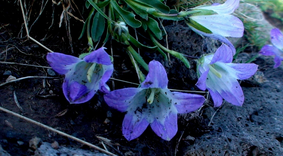 Image of Campanula tridentata specimen.