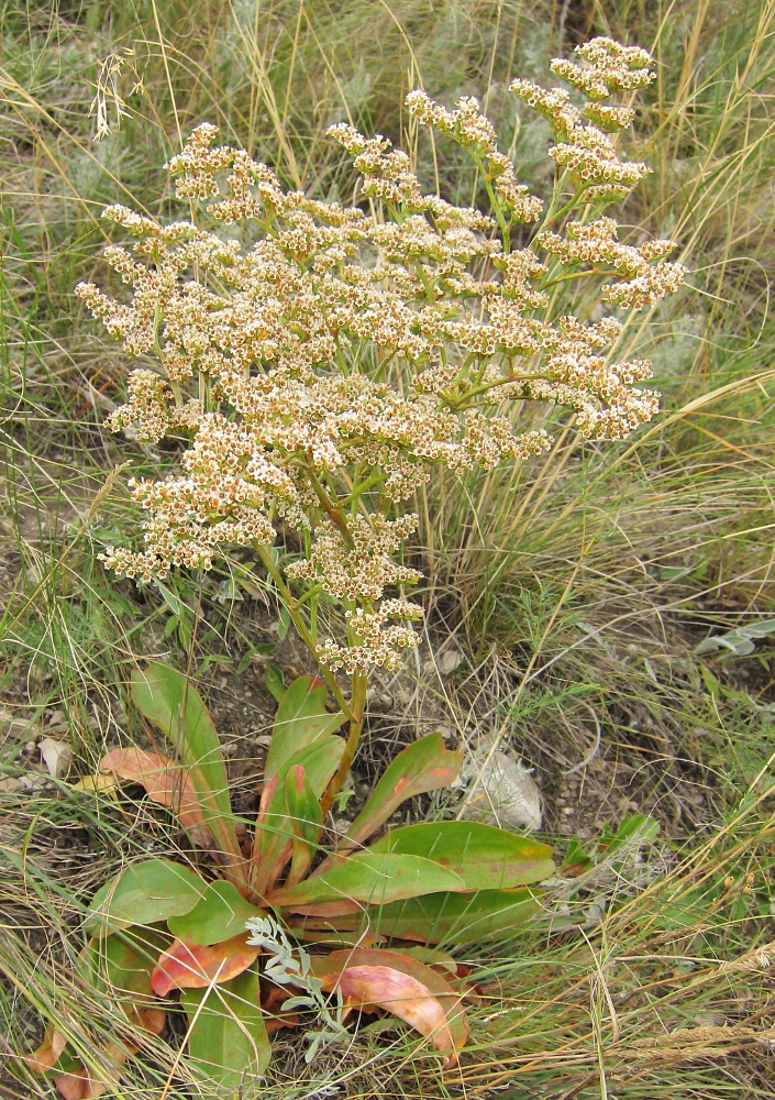 Изображение особи Goniolimon elatum.