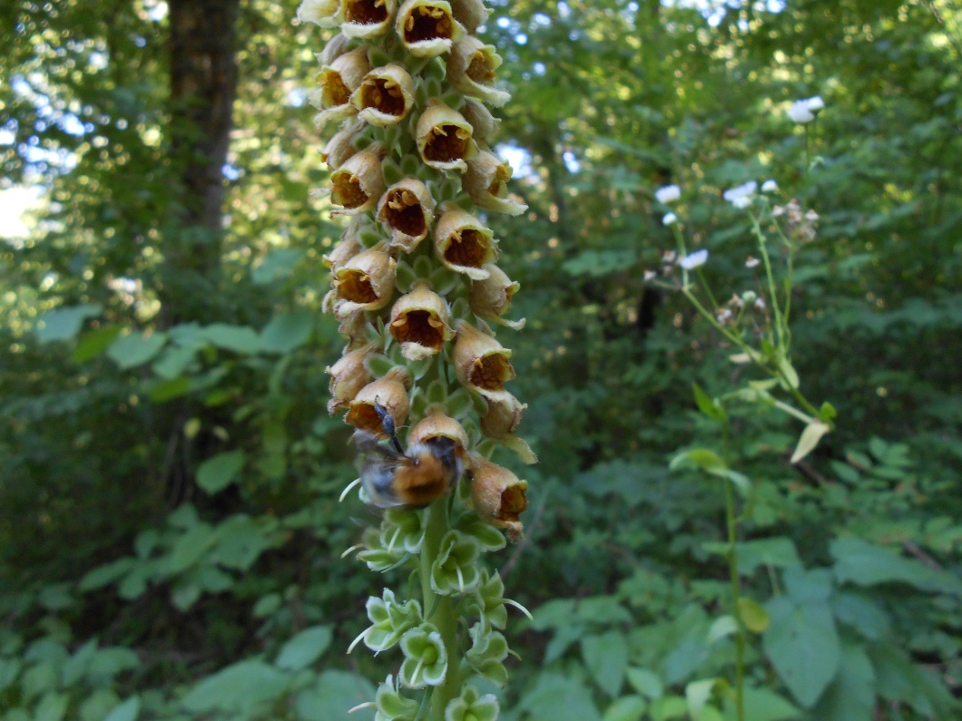 Изображение особи Digitalis schischkinii.