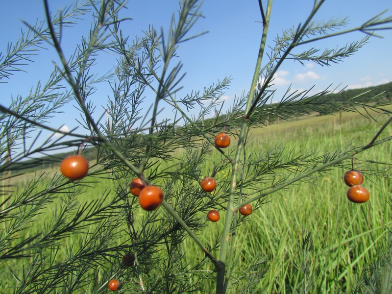 Image of Asparagus officinalis specimen.