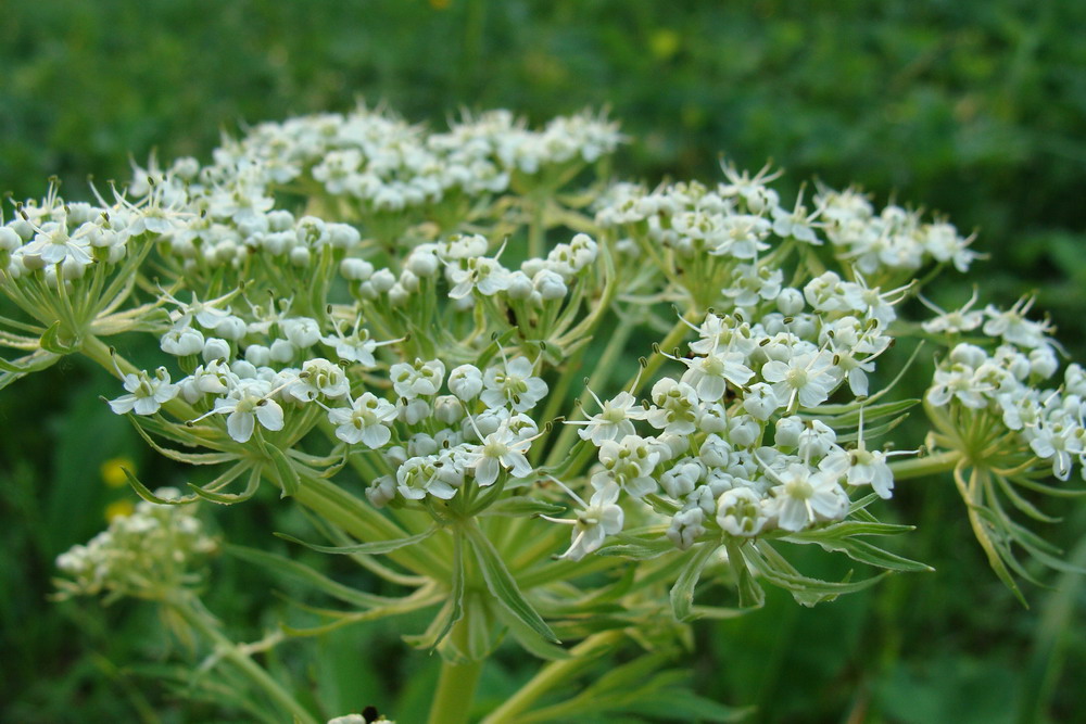 Изображение особи Pleurospermum uralense.