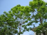 Phellodendron sachalinense