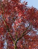 Fraxinus oxycarpa. Скелетная ветка с листьями в осенней окраске. Германия, г. Кемпен, в озеленении улицы у детской площадки. 19.10.2012.