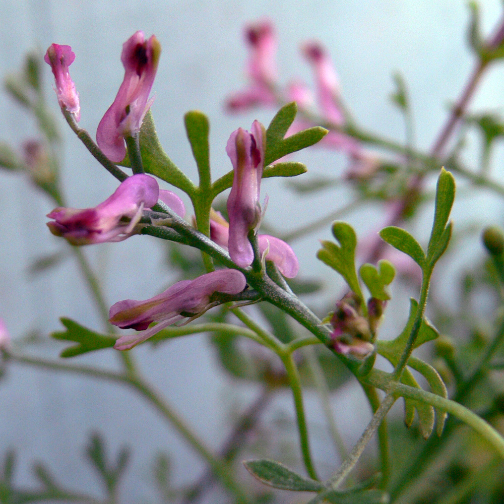 Изображение особи Fumaria officinalis.