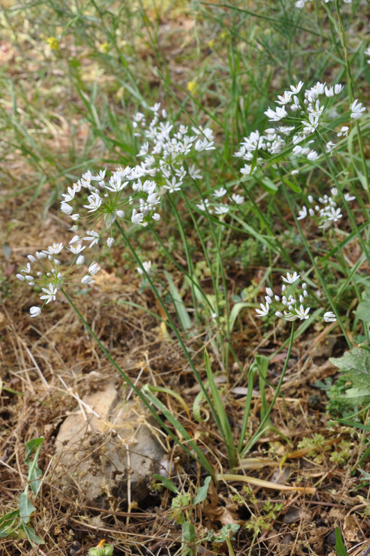 Image of Allium subhirsutum specimen.