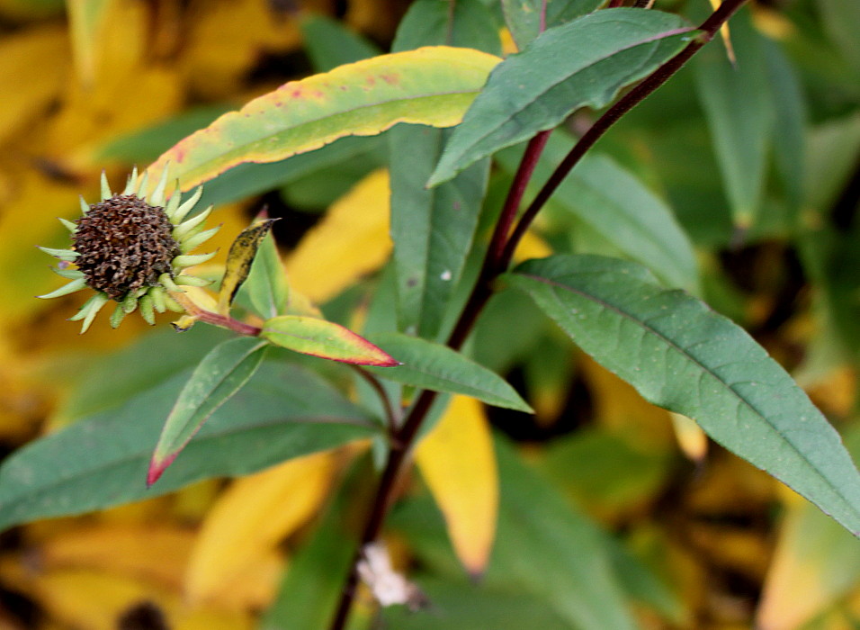 Image of Helianthus grosseserratus specimen.