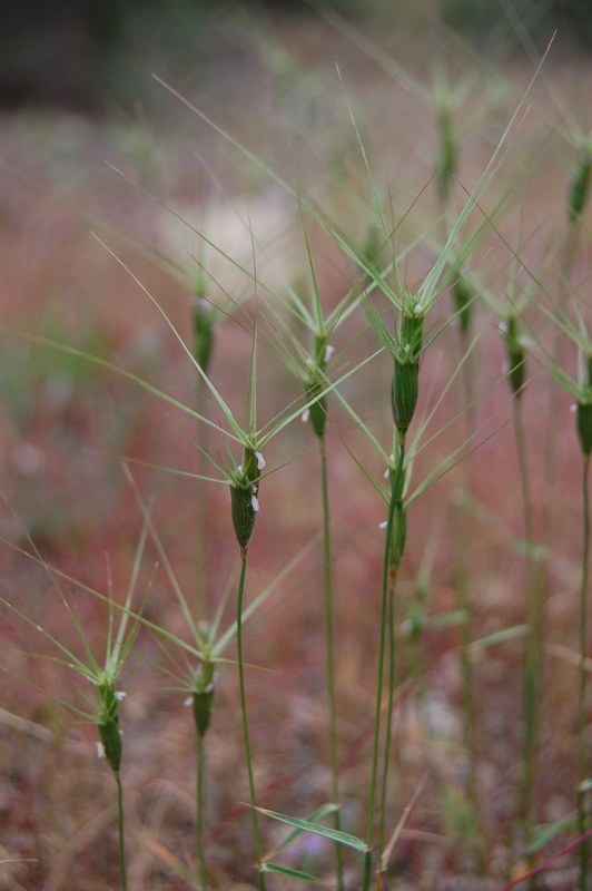 Изображение особи Aegilops biuncialis.