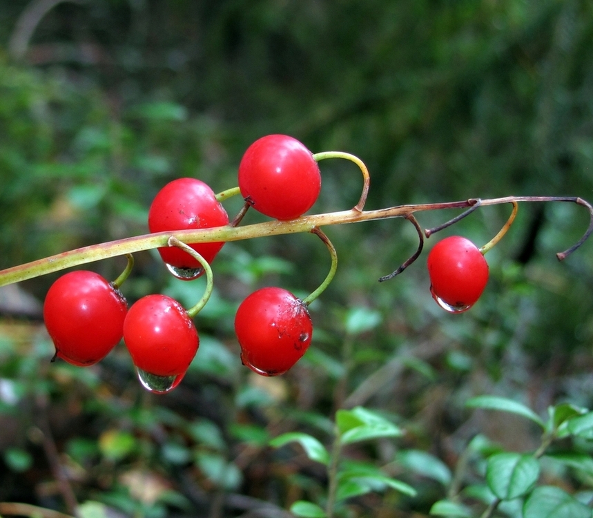 Image of Convallaria majalis specimen.