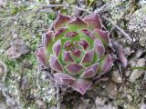 Sempervivum ruthenicum. Вегетирующее растение. Украина, Запорожье, о-в Хортица, скалистый склон. 07.04.2012.