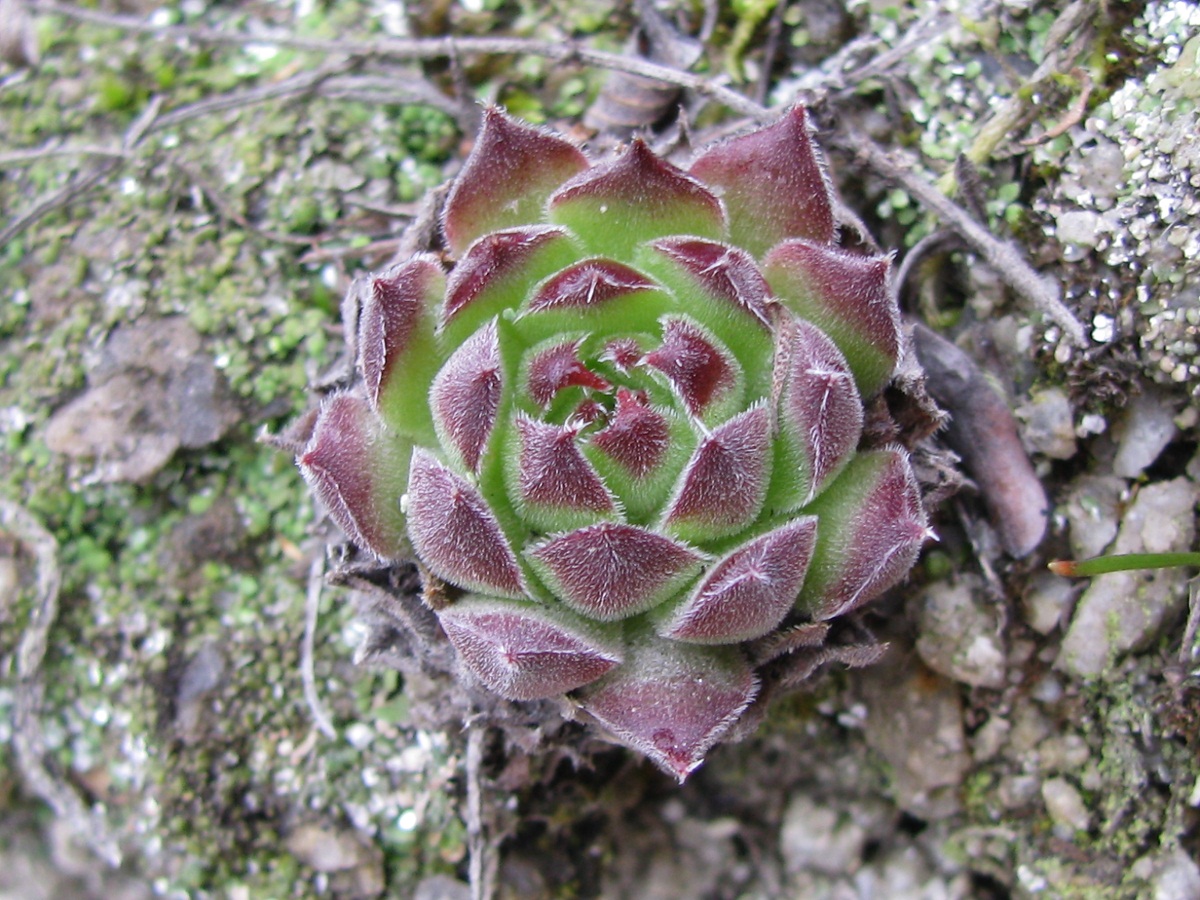 Image of Sempervivum ruthenicum specimen.