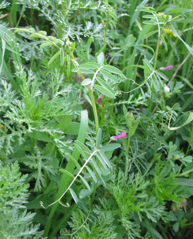 Изображение особи Vicia monantha.