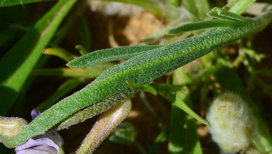 Image of Matthiola longipetala ssp. livida specimen.