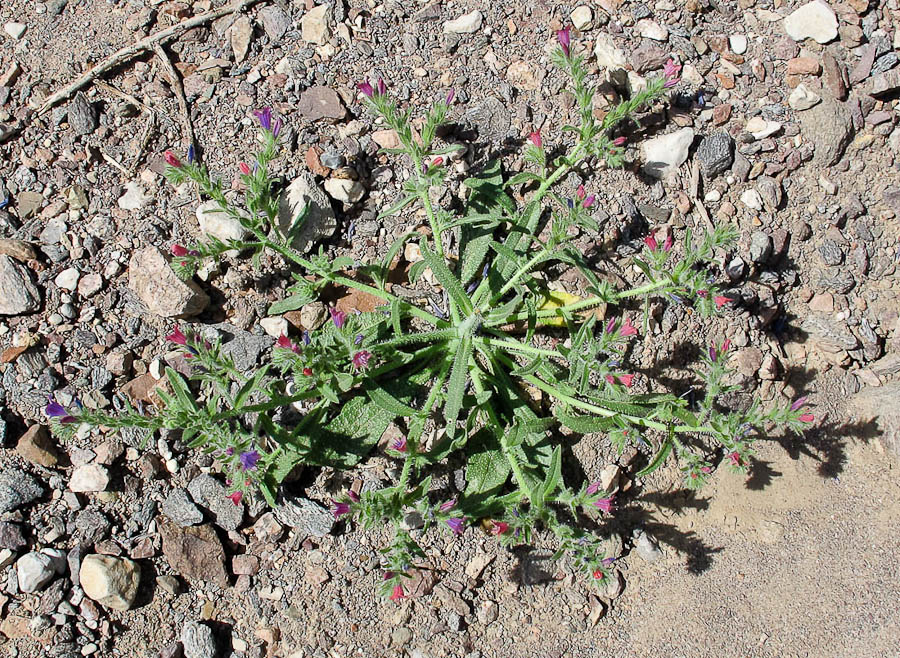 Image of Echium rauwolfii specimen.