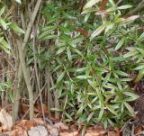 Berberis soulieana