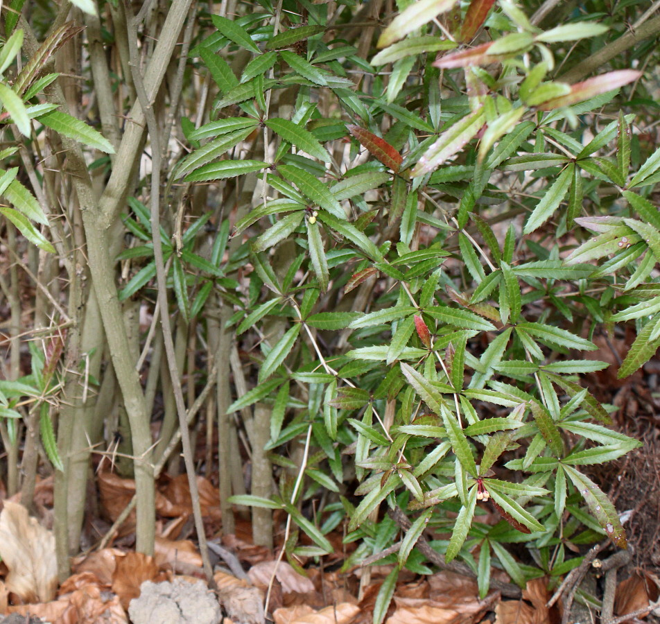 Image of Berberis soulieana specimen.