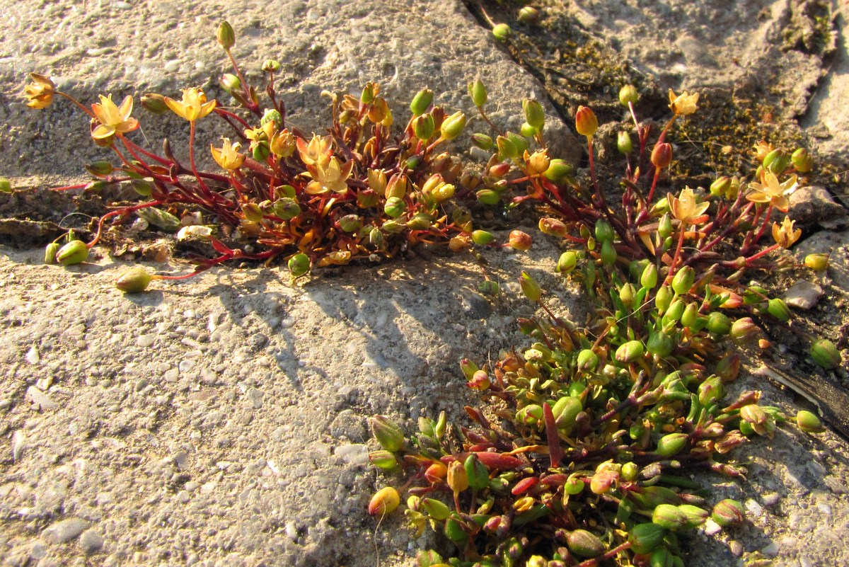 Image of Sagina maritima specimen.