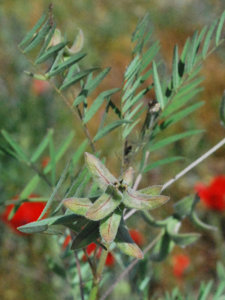 Изображение особи Astragalus campylotrichus.