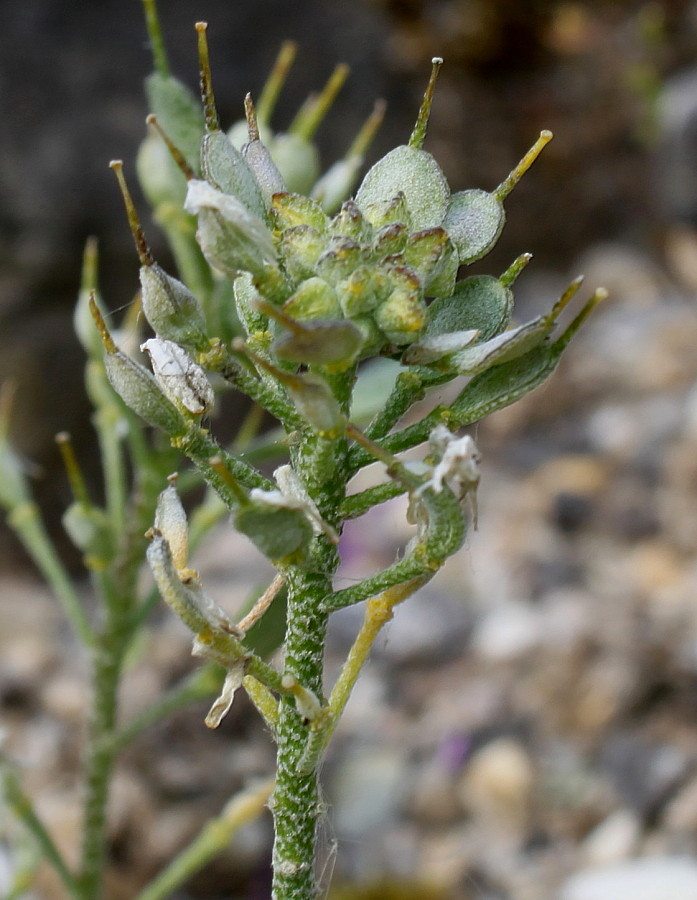 Изображение особи Alyssum wulfenianum.