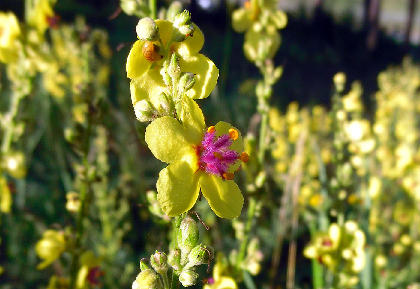 Изображение особи Verbascum marschallianum.