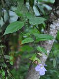 Thunbergia laurifolia. Верхушка побега с цветком. Таиланд, национальный парк Си Пханг-нга. 19.06.2013.
