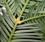 Cephalotaxus harringtonia разновидность drupacea. Часть обратной стороны побега. Германия, г. Krefeld, Ботанический сад. 06.08.2013.