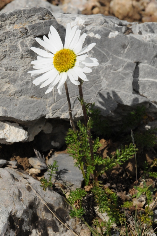 Изображение особи Pyrethrum karelinii.