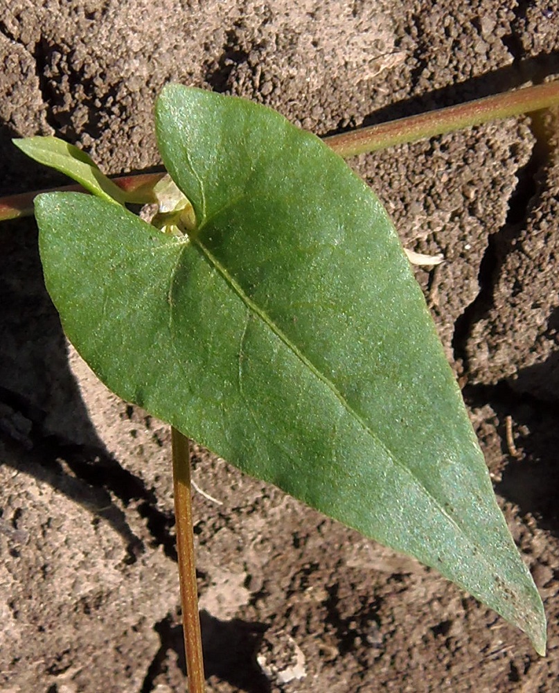 Image of Fallopia convolvulus specimen.