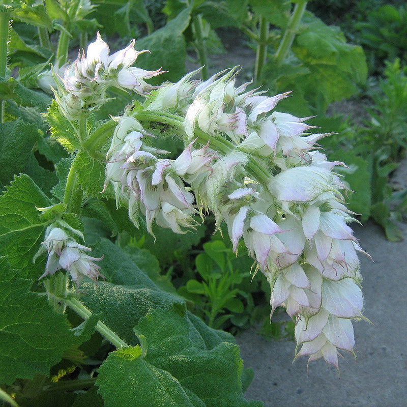 Image of Salvia sclarea specimen.