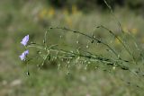 Linum macrorhizum