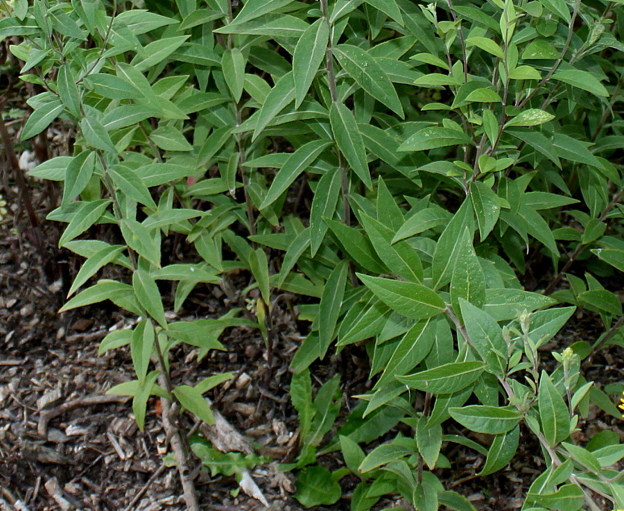 Image of Inula helvetica specimen.