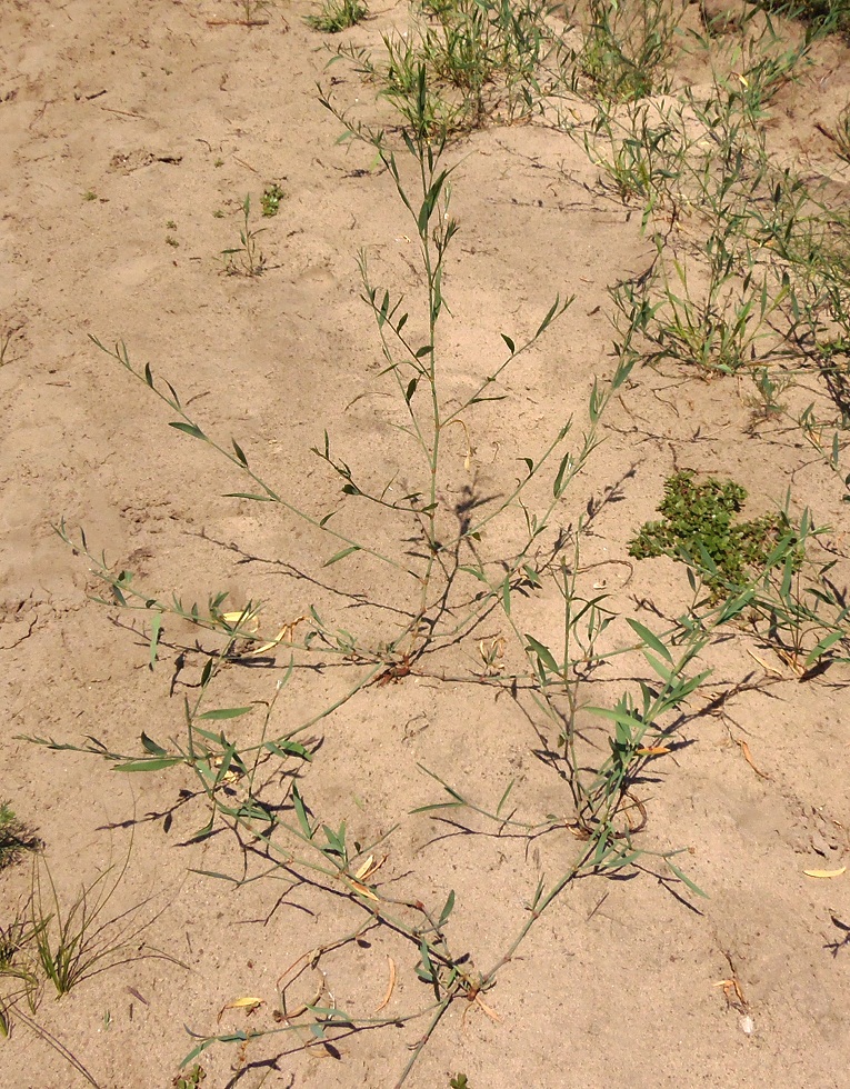 Image of Polygonum patulum specimen.