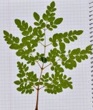 Moringa oleifera