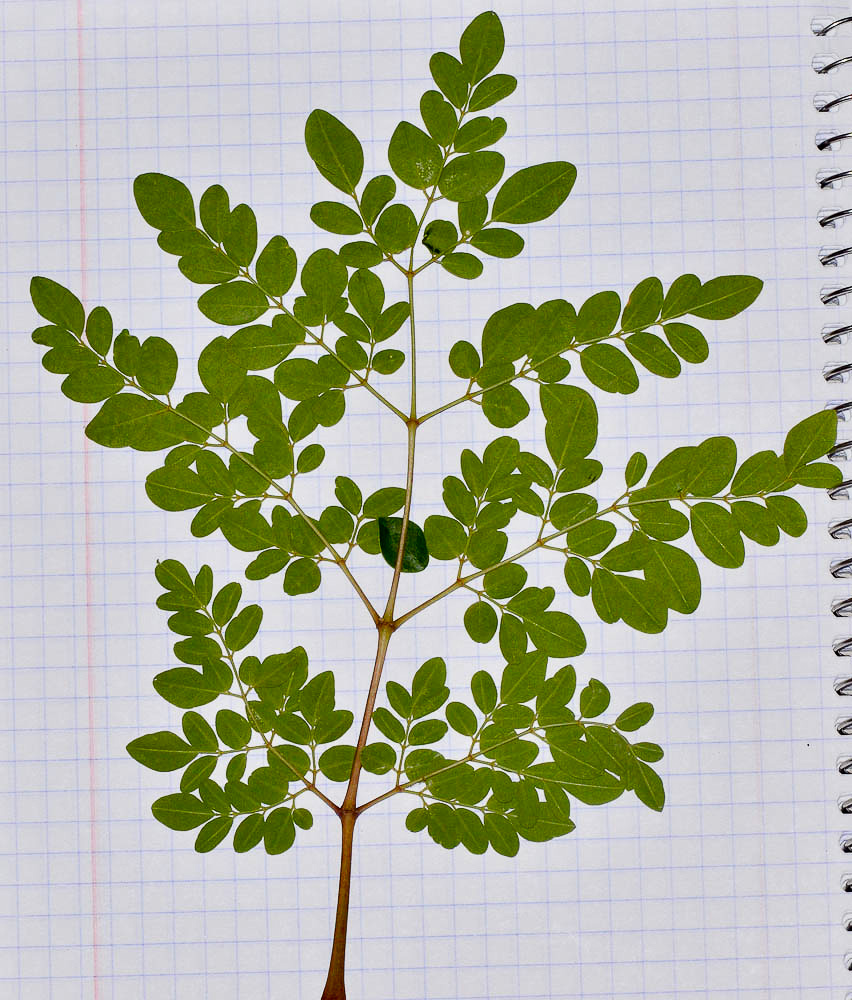 Image of Moringa oleifera specimen.