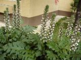 Acanthus mollis