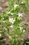 Galium humifusum