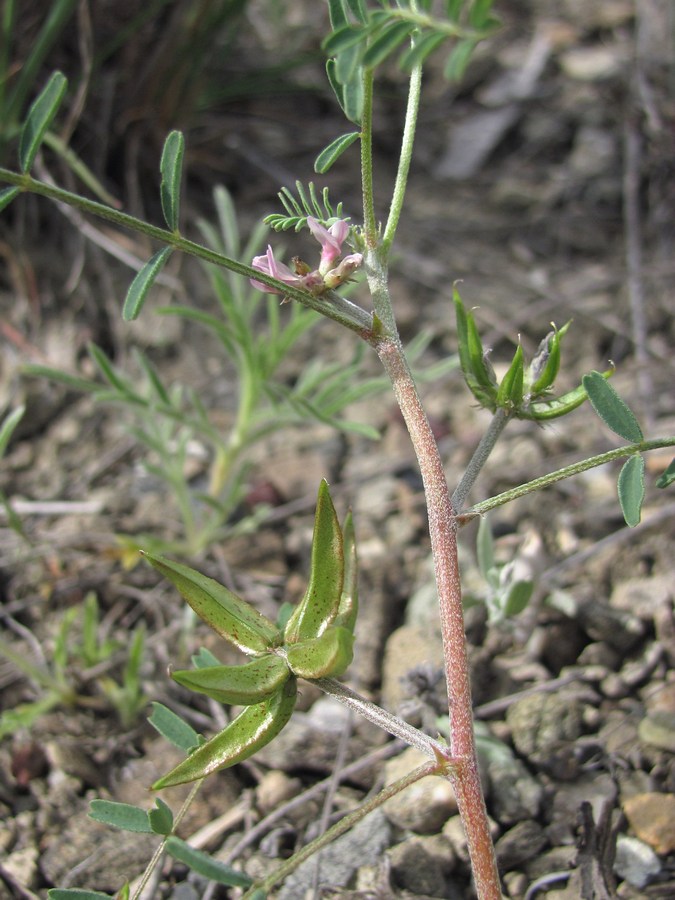 Изображение особи Astragalus oxyglottis.