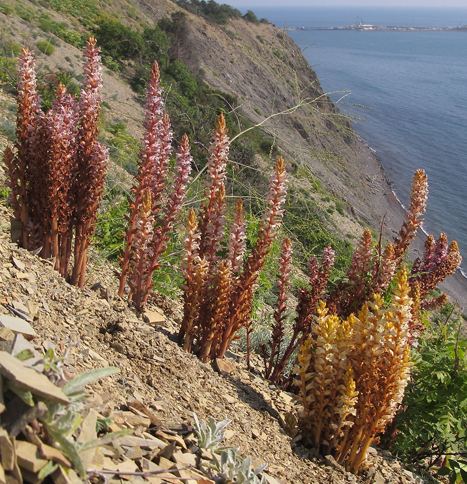 Изображение особи Orobanche laxissima.