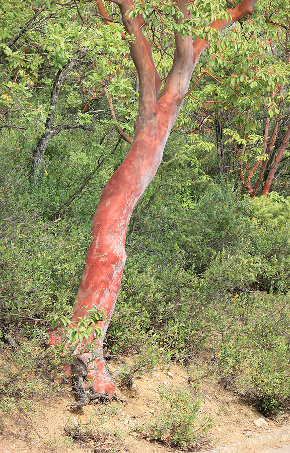 Image of Arbutus andrachne specimen.