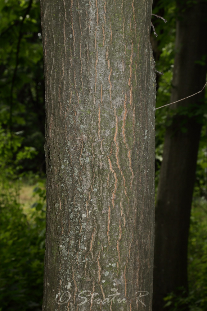 Image of Quercus rubra specimen.