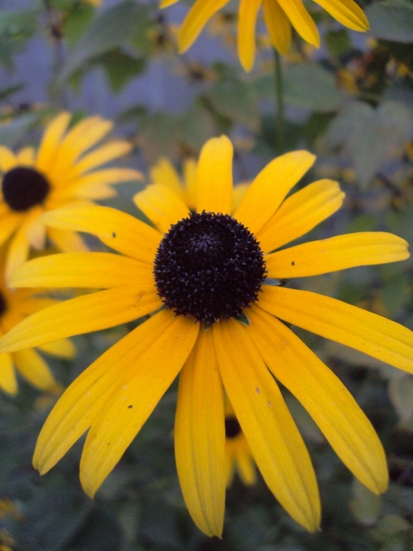 Изображение особи Rudbeckia hirta.