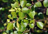 genus Betula