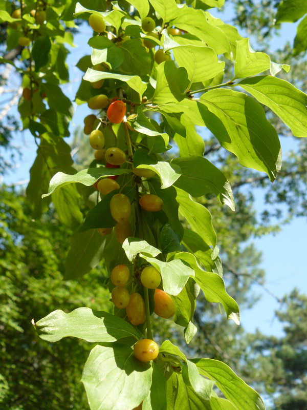 Изображение особи Cornus mas.