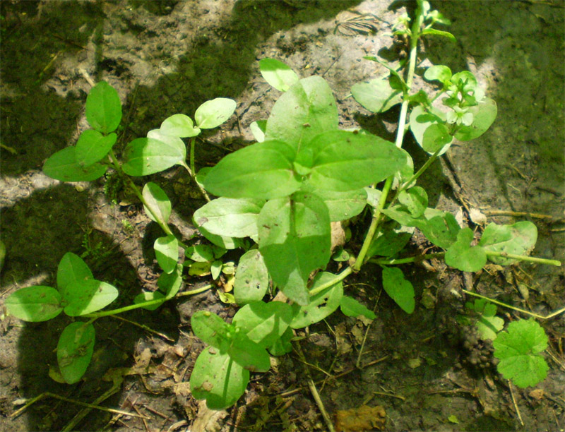 Image of Veronica serpyllifolia specimen.