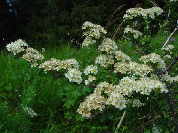 Image of Spiraea lasiocarpa specimen.