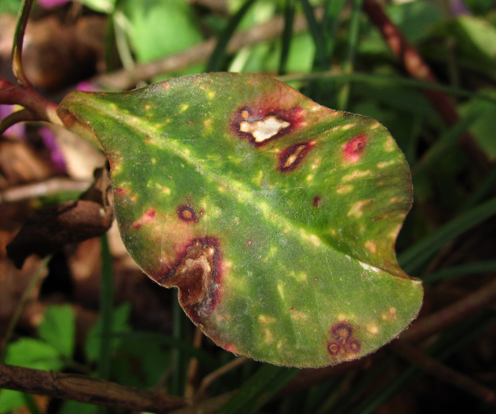 Image of Euphorbia amygdaloides specimen.