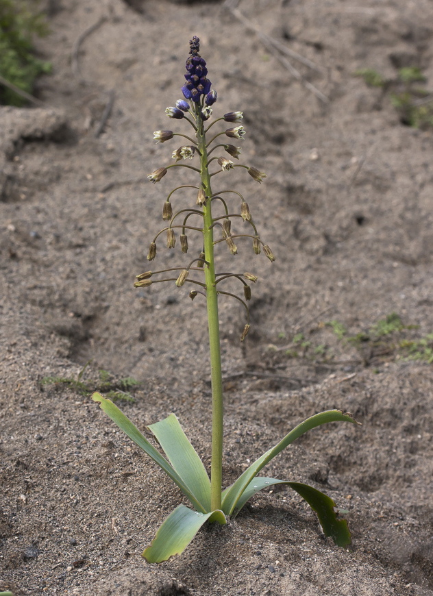 Image of Bellevalia montana specimen.